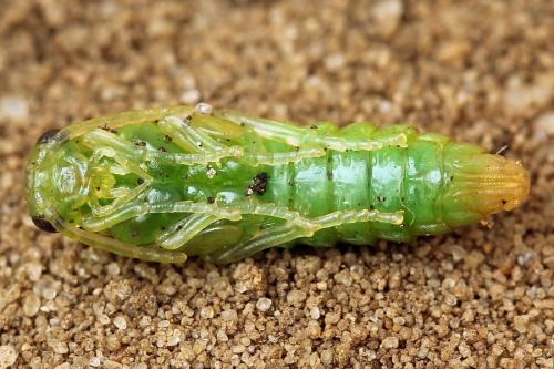 Réf. 223 099 : Dolerus aericeps